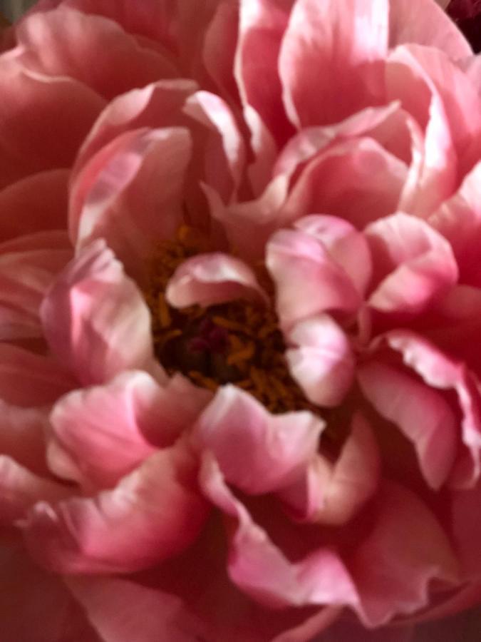 La Maison De Juliette サン・ティポリット エクステリア 写真